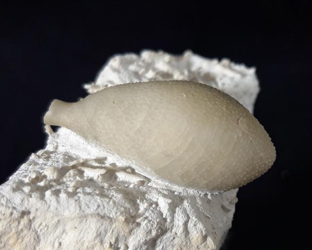 Stachel eines Tylocidaris baltica (SCHL�TER 1892) - Bild &copy; FossNet FossilienStore